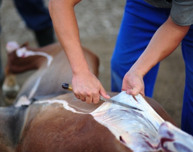 قۇرىمنىڭ قۇنى قالمادى