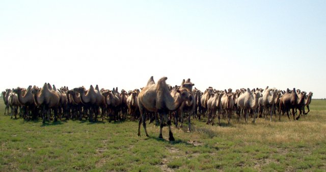 بوكەي ورداسى – باقۋاتتى اۋدان