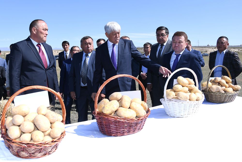 كارتوپ وسىرۋمەن داڭقى شىققان نارىنقولدىقتار تابىسقا كەنەلۋدە