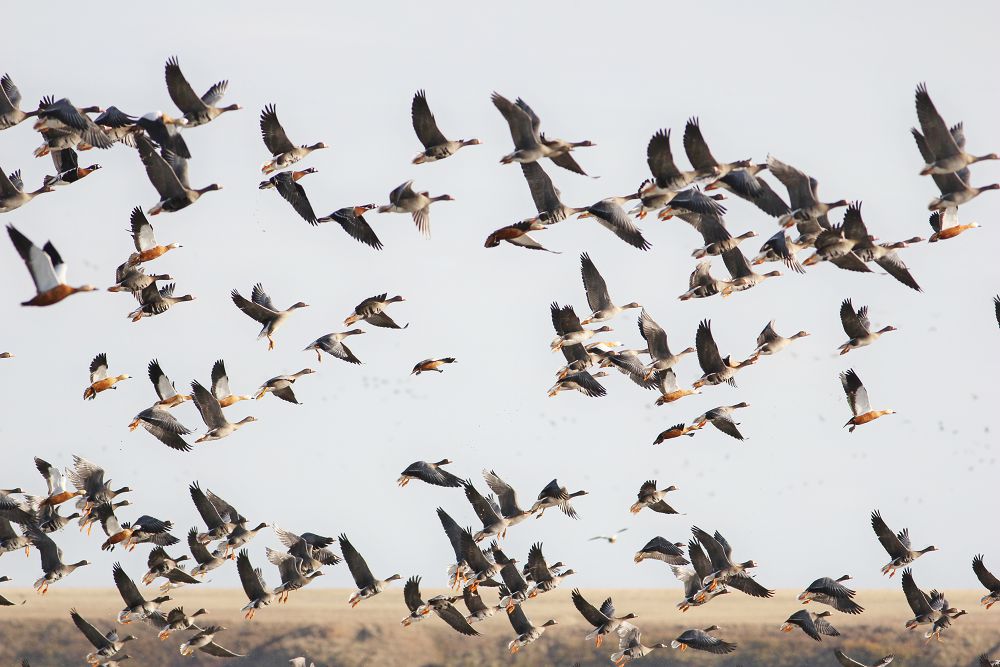 قورىقشىلاردىڭ قۇقىعى قورعالسا يگى