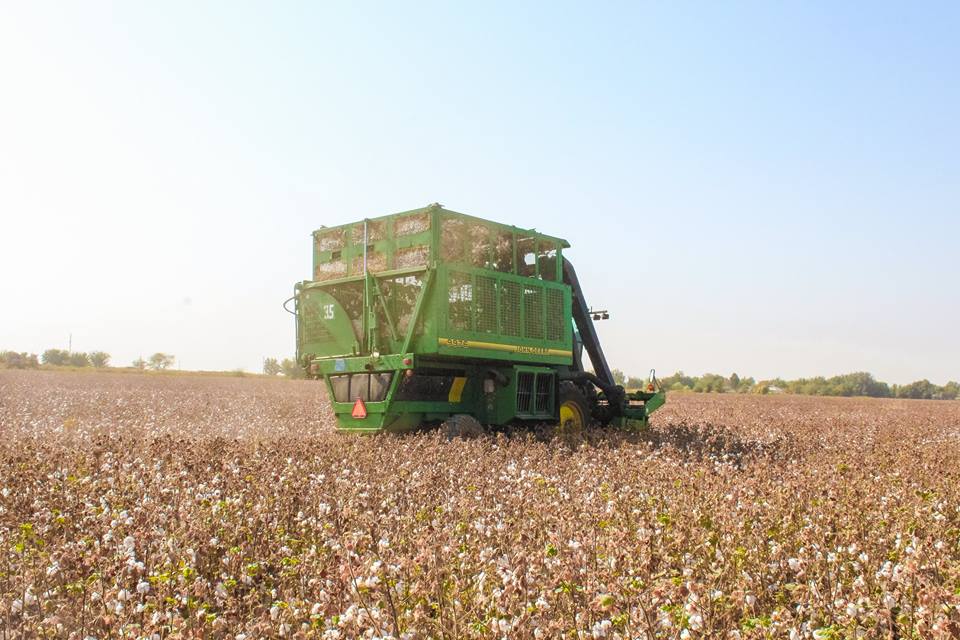 تۇركىستان وبلىسىندا ماقتا تەرىمى باستالدى