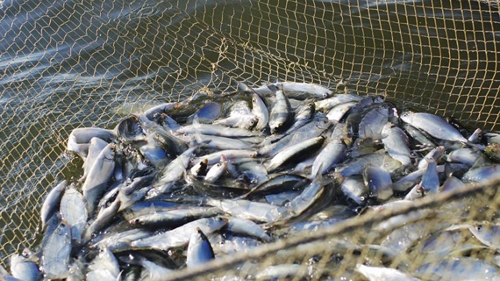 اق بالىق, قارماعىمدى قاپ, بالىق!