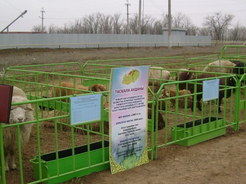 باتىس قازاقستان فەرمەرلەرى سۋبسيديا سۇرايدى