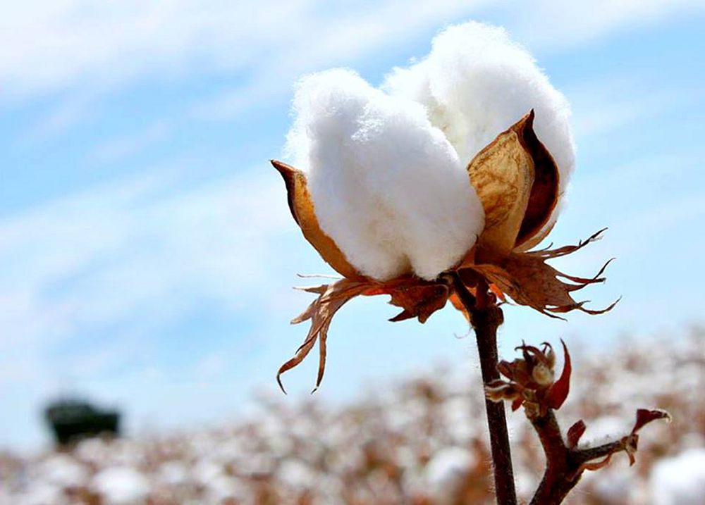 تۇستىكتە ماقتا تەرىمى باستالدى