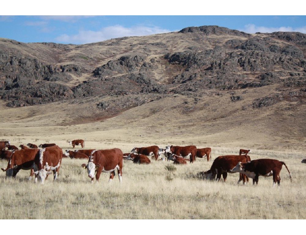 ارقادا «سىباعا» بەرىلىپ جاتىر