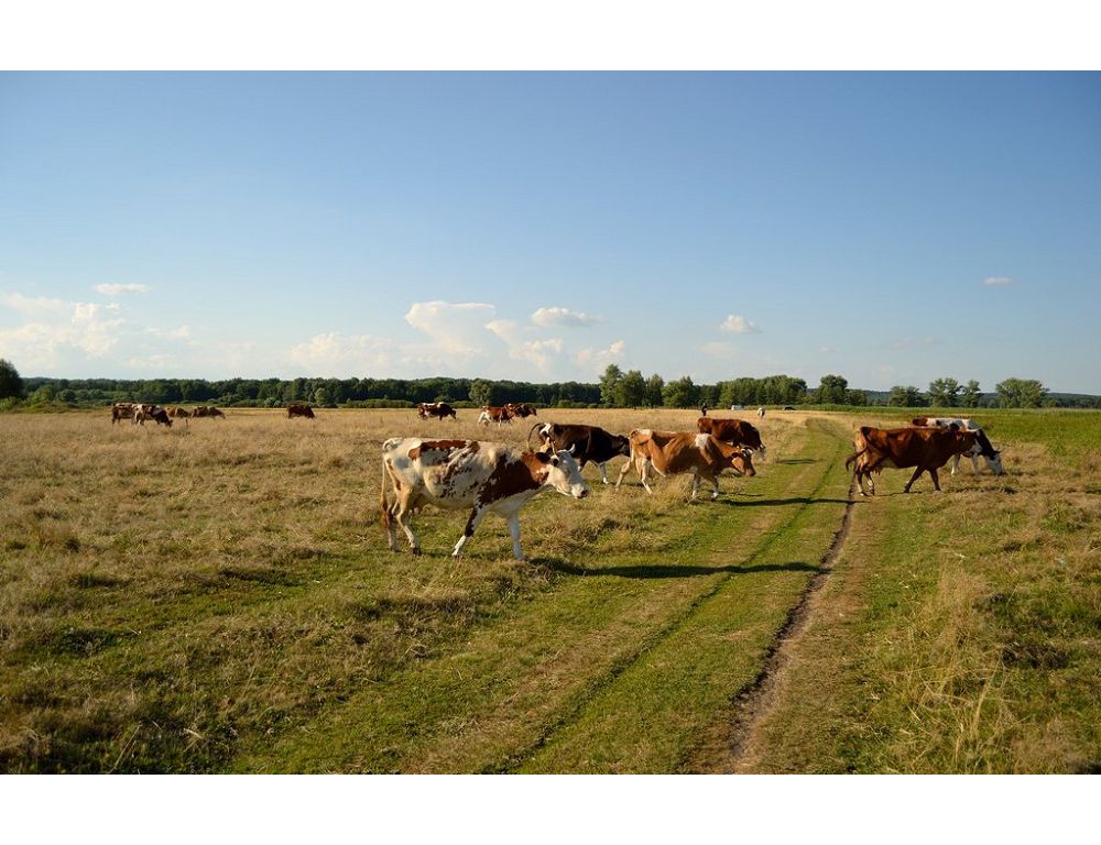 بىرلىك بەرەكەگە باستايدى