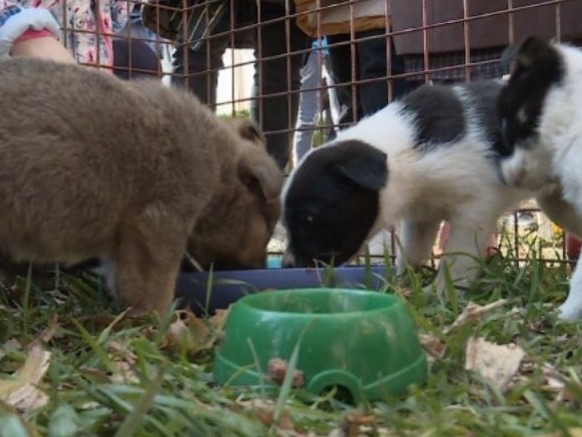 «مەنى وزىڭمەن الىپ كەت»: ەلوردادا يەسىز قالعان ءۇي جانۋارلارىنىڭ جارمەڭكەسى ءوتتى
