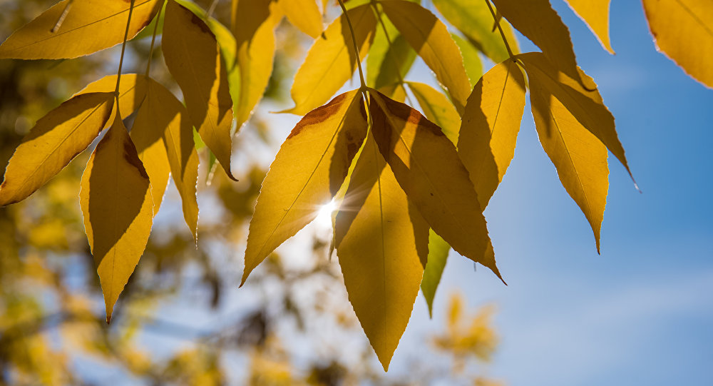 بۇگىن اۋا رايى قانداي بولادى؟