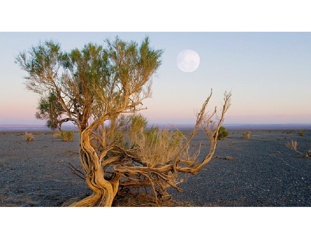 قۇم كوشكىنىن  سەكسەۋىل توقتاتادى