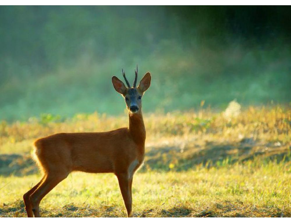 قارابالىقتا الا ەلىك قايدان ءجۇر؟