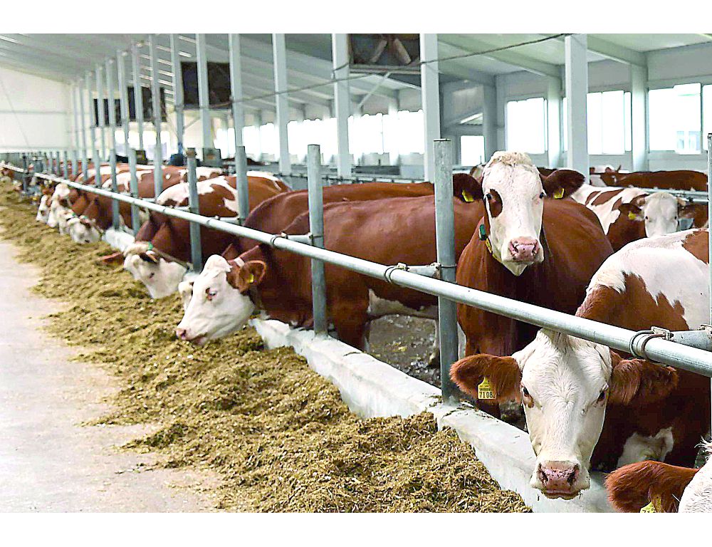 جامبىلدىقتاردىڭ جارقىن جوباسى