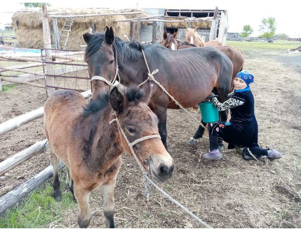 قايتالانباس قىمىز ءدامى