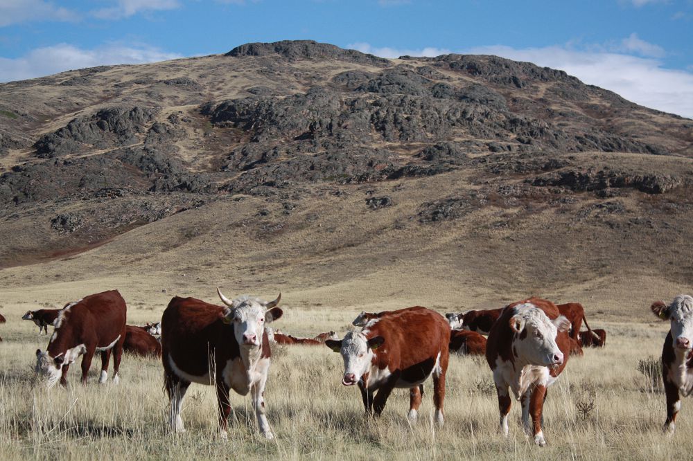 قادىربەك التاي: ستۋدەنت كەزدەن كاسىپ اشۋدى جوسپارلادىم
