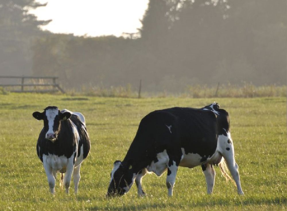 قارا سيىرىم قاراپ تۇر...