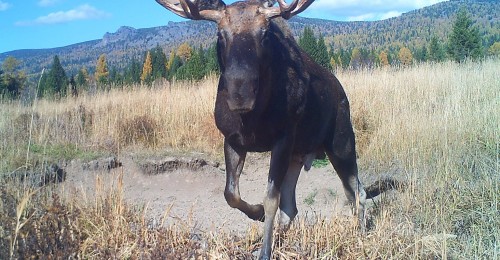 باتىس التاي قورىعىندا فوتوتۇزاققا تۇسكەن جانۋارلاردىڭ سۋرەتى جاريالاندى (فوتورەپورتاج)