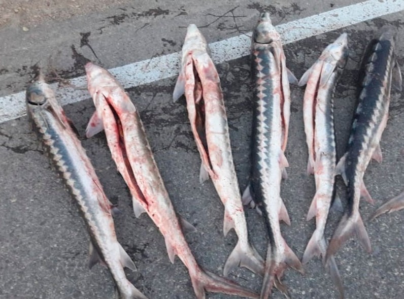 ماڭعىستاۋدا ءىرى كولەمدە بەكىرە تۇقىمداس بالىق تاركىلەندى