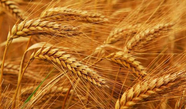 اقمولانىڭ استىعىنا سۇرانىس مول