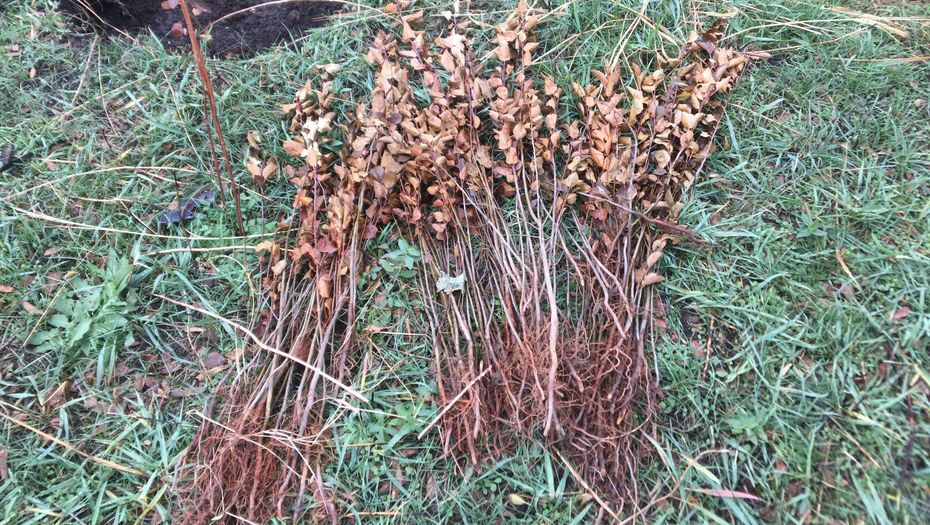 كوكتوبەدەگى كوشەتتەر كوكتەي سولدى