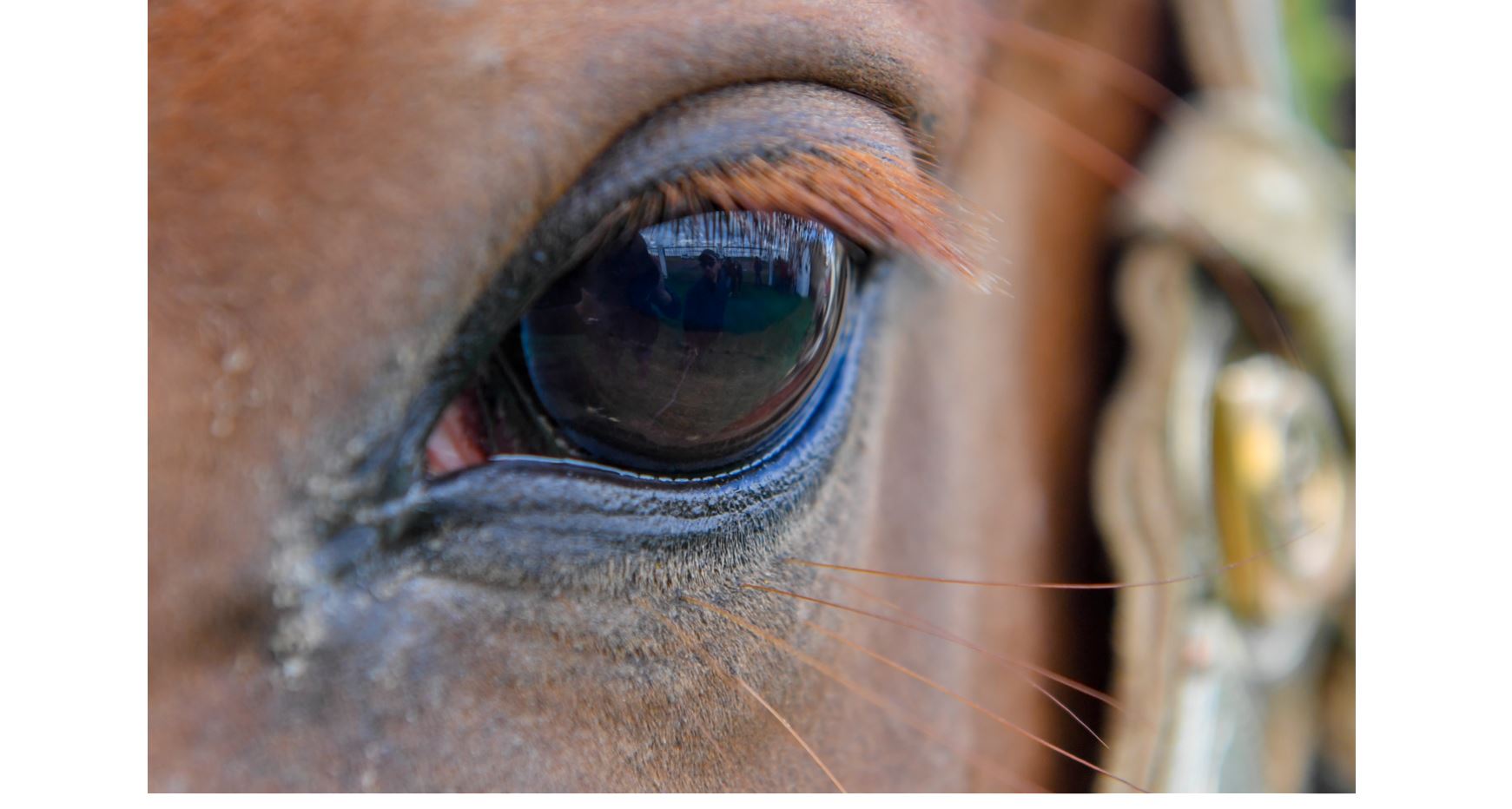 جىلقىنىڭ جايىن كىم ويلار؟!