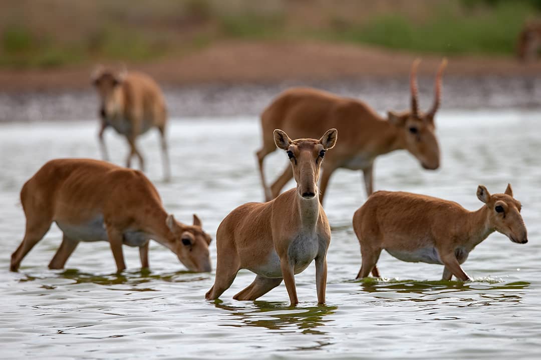 كيىك جىلاعان جىل