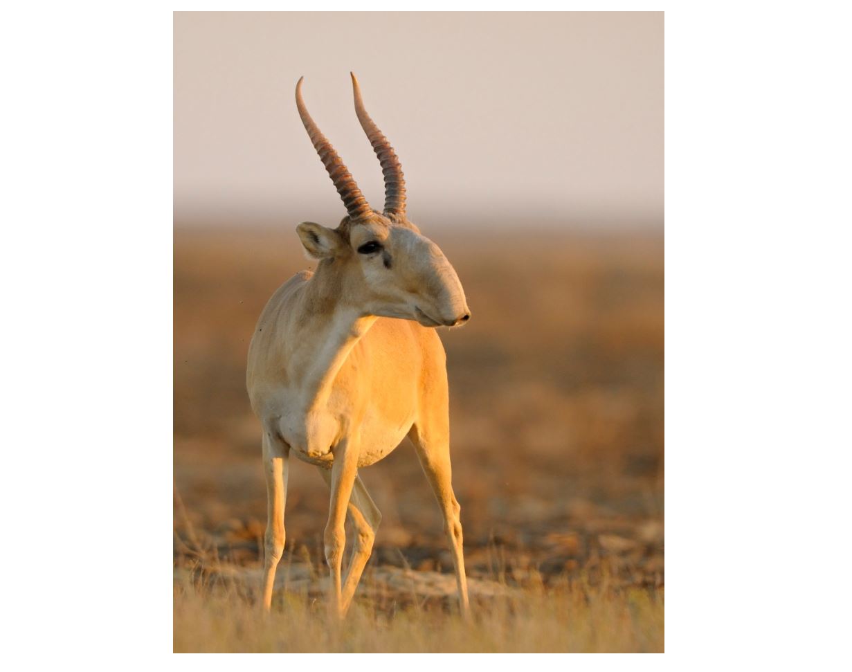 قۇرالايىمىزدان  كوز جازىپ قالمايىق