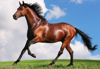 سايگ ۇلىكتىڭ سىنىن بىلگەن ەل ەدىك...