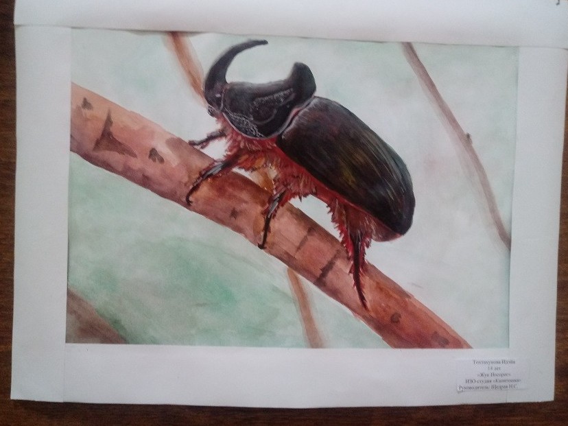 «قازاقستان جاندىكتەرىنىڭ تاڭعاجايىپ الەمى» بايقاۋى قورىتىندىلاندى