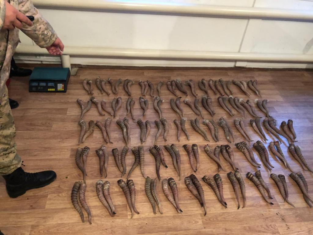 كيىك ءمۇيىزىن شەكارادان الىپ وتپەك بولعان رەسەي ازاماتى ۇستالدى