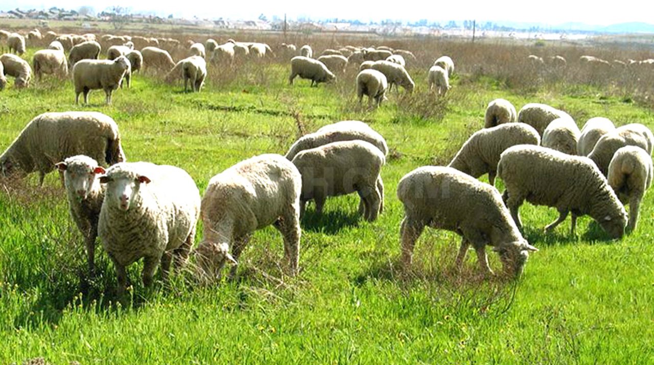 قويدى كومپيۋتەرمەن باعادى – تۇركىستاندىق شوپاندار مال جايۋدىڭ جاڭا تاسىلىنە كوشتى