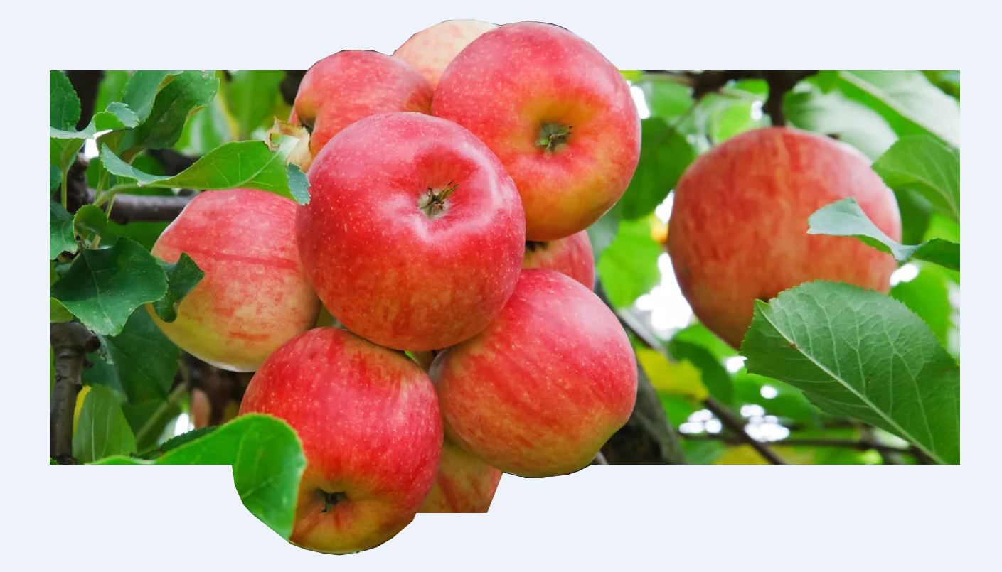 جاقسىدان جاسىل باق قالار