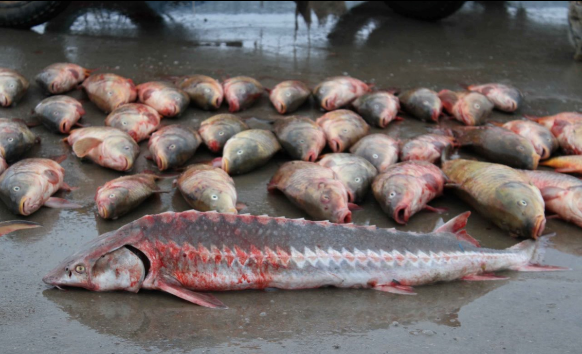 ماڭعىستاۋ وبلىسىندا زاڭسىز بالىق اۋلاعاندار ۇستالدى