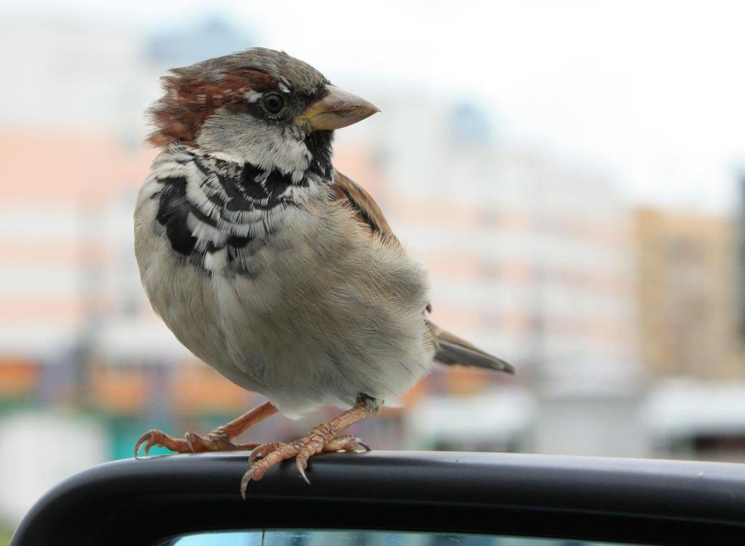 الماتىدا قۇستار نەگە ازايدى؟