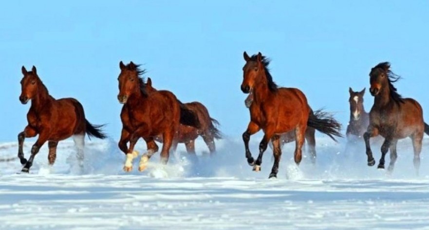 ۇكىمەت نازارىنا: اسىل تۇقىمدى جىلقىنى وسىرۋگە كەشەندى كوزقاراس قاجەت