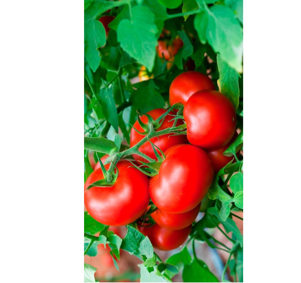 قارادالانىڭ قىزاناعى – رەسەيگە ەكسپورتتالادى