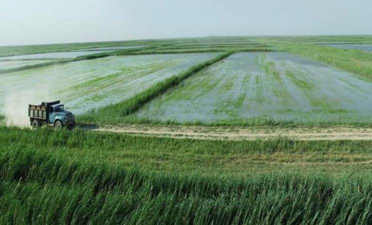 ديقاننىڭ بار تىلەگى داريادا