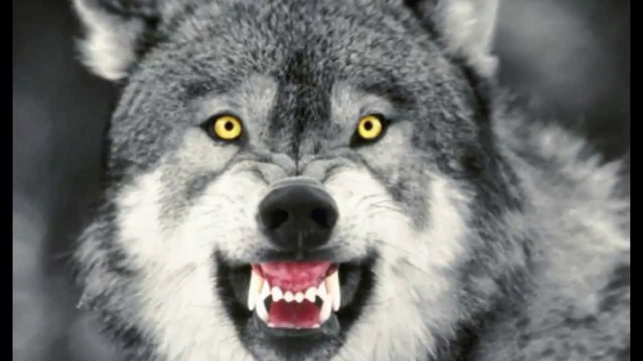 الماتى وبلىسىندا قۇتىرعان قاسقىر ادامعا شاپتى