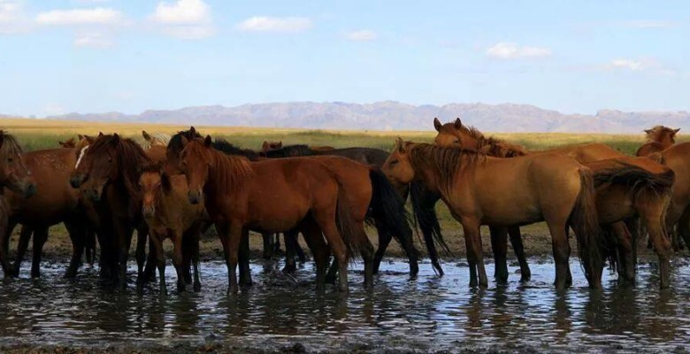 مۇعالجار مەن كوشىم جىلقىلارىن وسىرۋگە كوڭىل بولسەك...