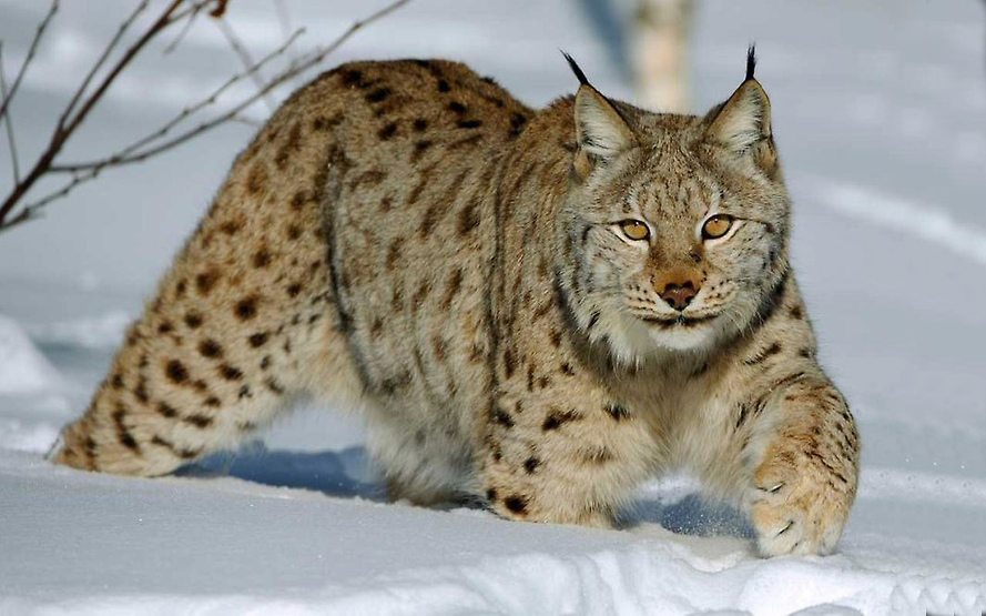 سەمەيدە – سىلەۋسىن, وسكەمەندە – ەلىك