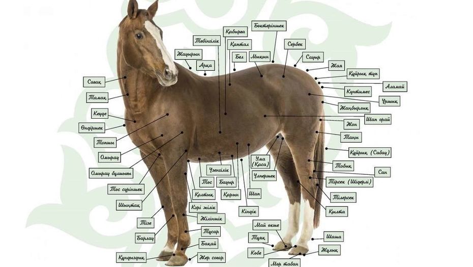 «كيەلى قازاقستان» ەكسپەديتسياسى اتقا ءمىنۋ مادەنيەتىن وڭىرلەردە جانداندىردى