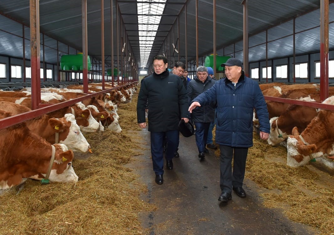 تاعى ءبىر ءسۇت فەرماسى اشىلدى