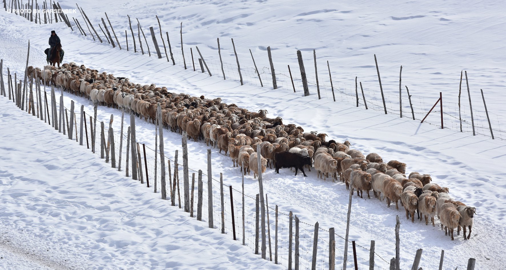 مال شارۋاشىلىعىنا ماڭىز بەرىلمەي وتىر