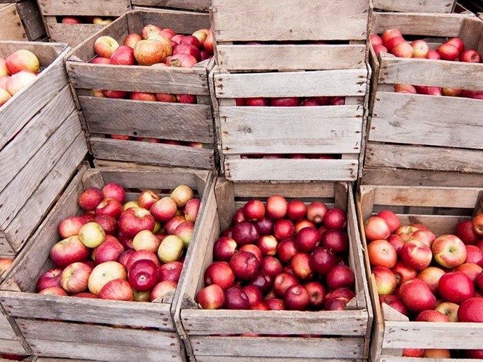 الماتى وبلىسىندا 3600 توننا جەمىس سىياتىن قويما اشىلدى