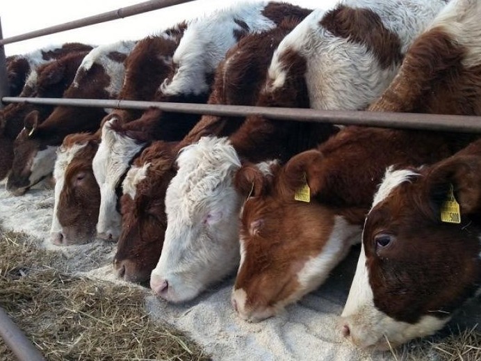 مال باققانعا بىتەدى...