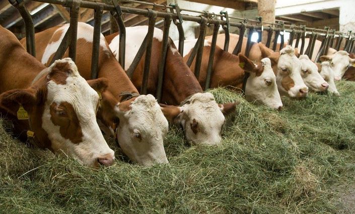 اۋىل شارۋاشىلىعى مينيسترلىگى مال ەكسپورتىن توقتاتتى