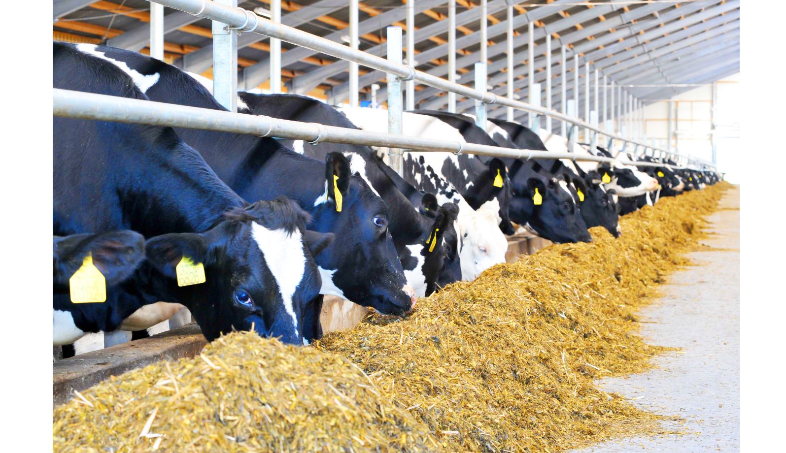 مال ەكسپورتىنا نەگە تىيىم سالىندى؟