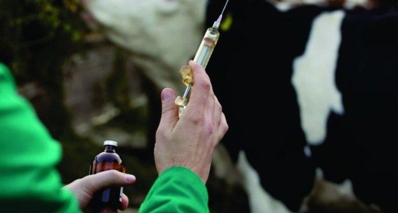 جانۋارلاردىڭ اسا قاۋىپتى 19 اۋرۋىنا قارسى ەكپە جاسالادى