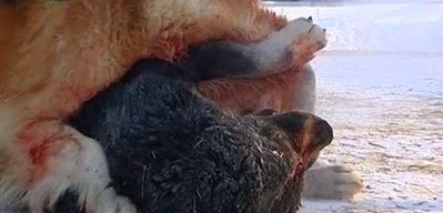 قاتىگەزدىك قايدان شىعادى؟!