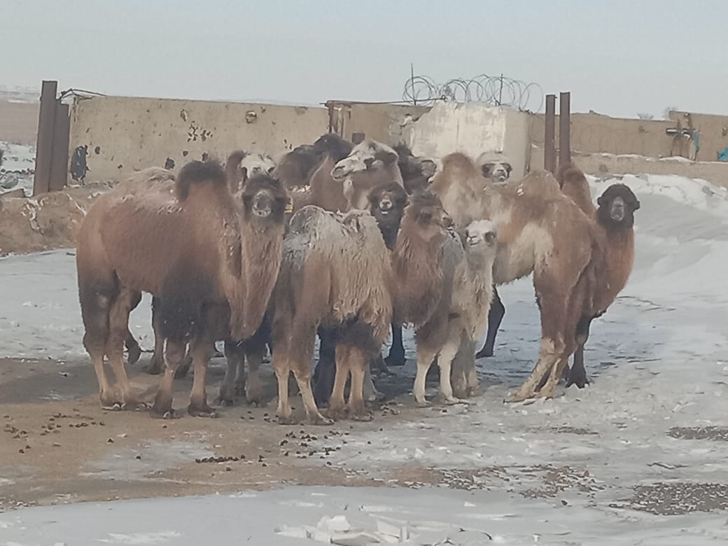 باياناۋىلعا بارعان تۇيە باتىستىكى مە؟!