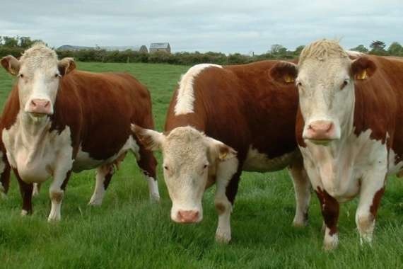 اقباس سيىردان ارتىعى جوق