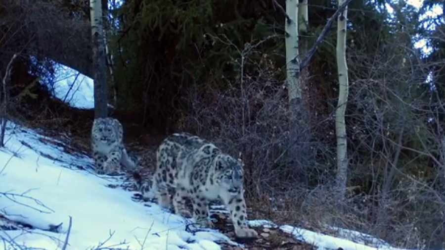 كامەرا الدىندا ويقاستاعان قار بارىسى